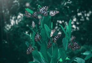 Butterflies arround